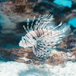 Image of a lionfish