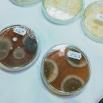 Mold spores in a petri dish