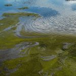 This image depicts algae floating on the surface of a body of water.