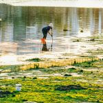 Man in water working on cleaning up algae