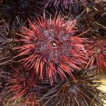 Image of a sea urchin