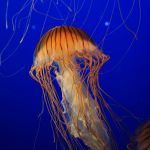 Image of a Portuguese man o' war