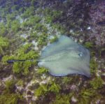 Image of a stingray on the ocean floor