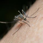 Mosquito biting a person