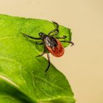 Image of tick on a leaf