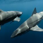 Image of 2 sharks swimming